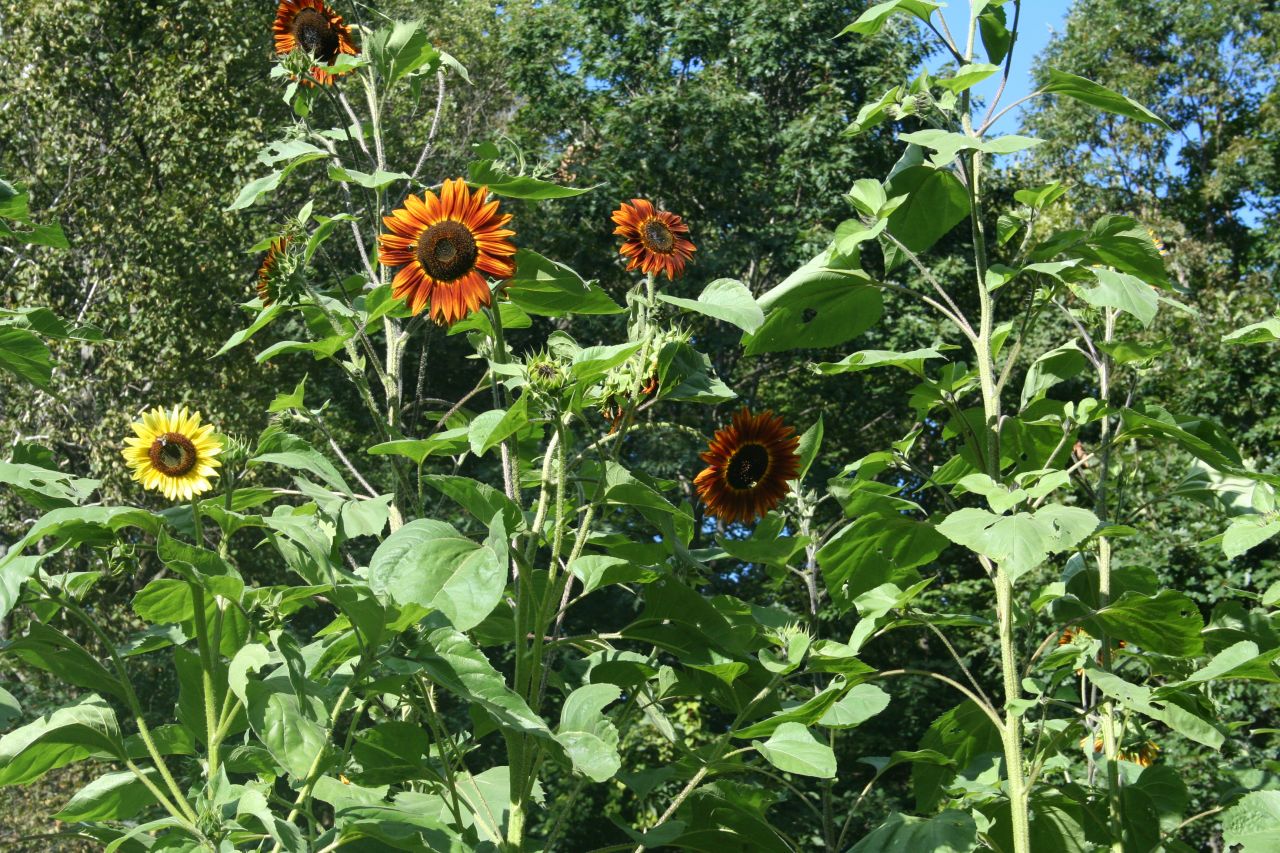 Vibrant sunflowers blooming in a sunny garden setting.