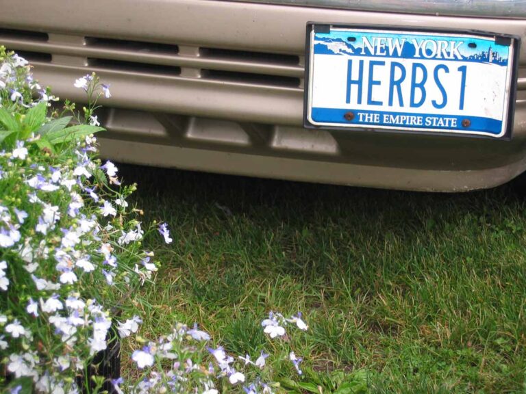 Car license plate "HERBS1" with flowers in New York.