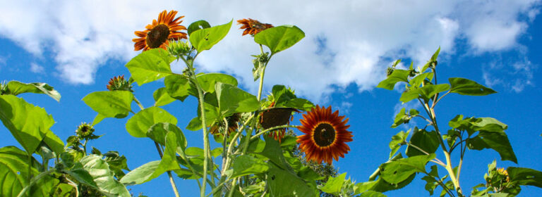 Sunflowers against blue sky.