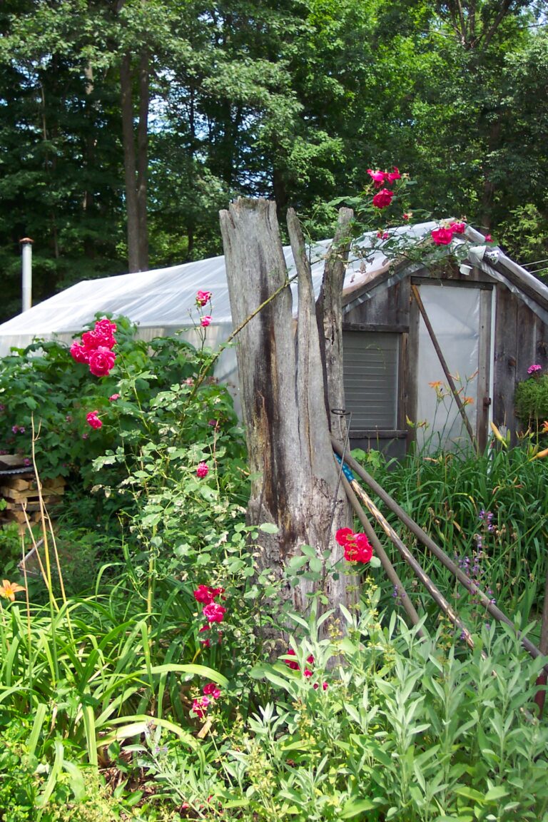 Garden with roses and greenhouse surrounded by trees.