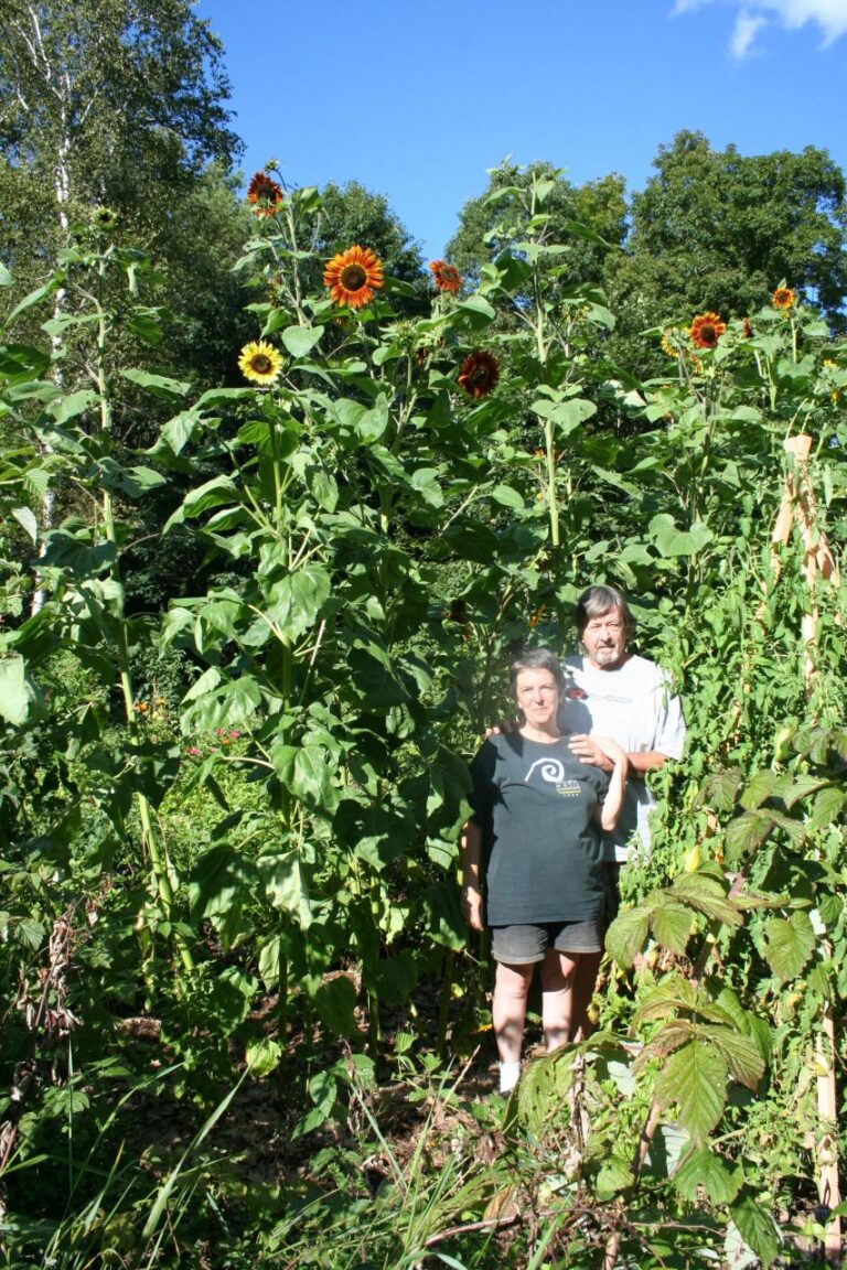 Couple standing in lush sunflower garden.