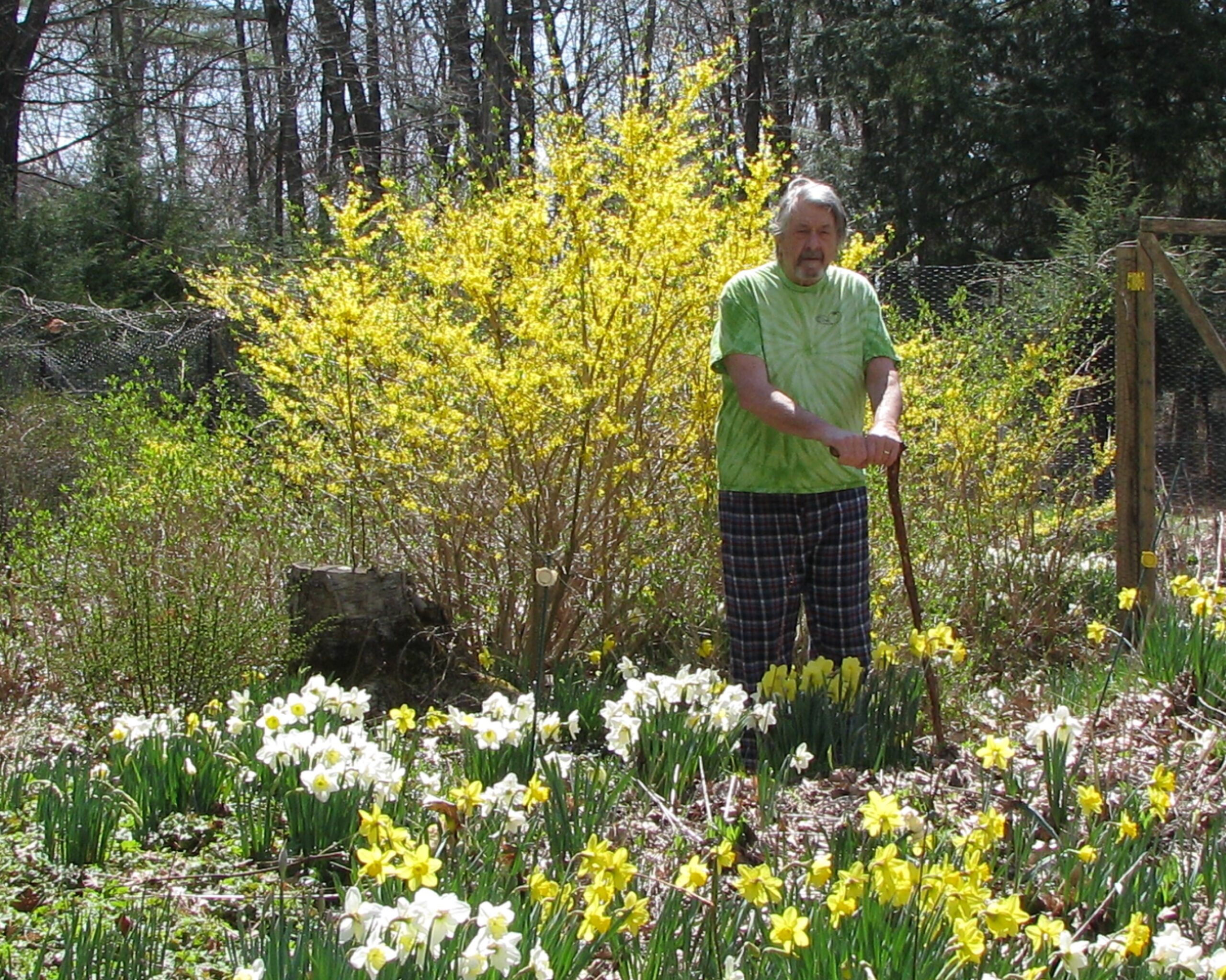 Man gardening among spring daffodils and forsythia.