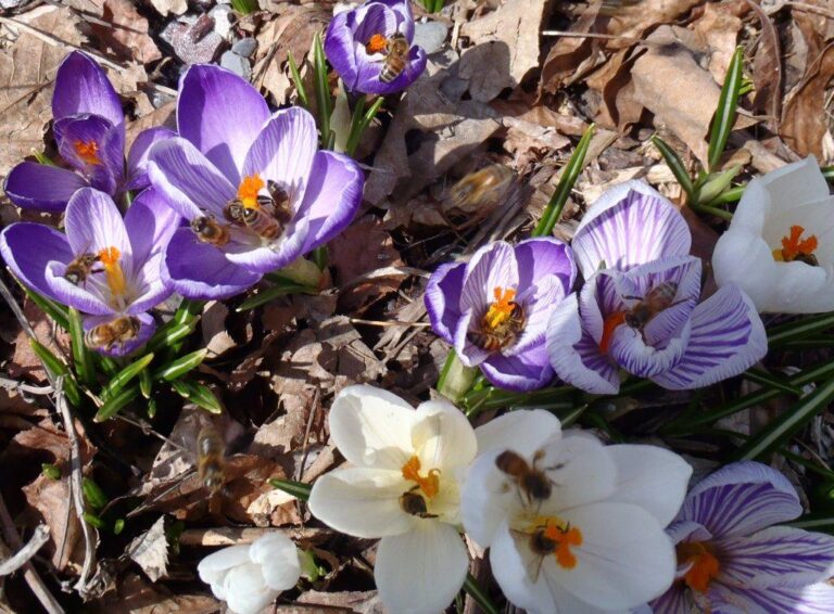 Purple and white crocuses with bees pollinating.
