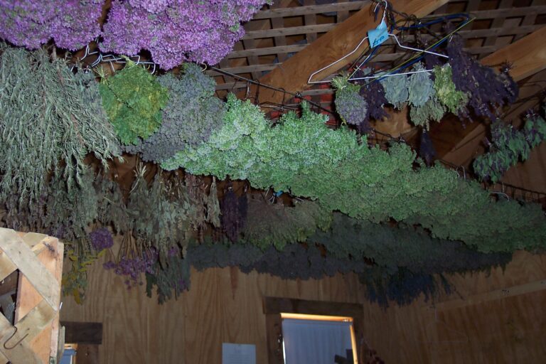 Dried herbs hanging in a rustic wooden shed.