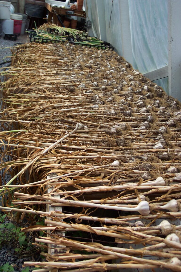Freshly harvested garlic drying outdoors.
