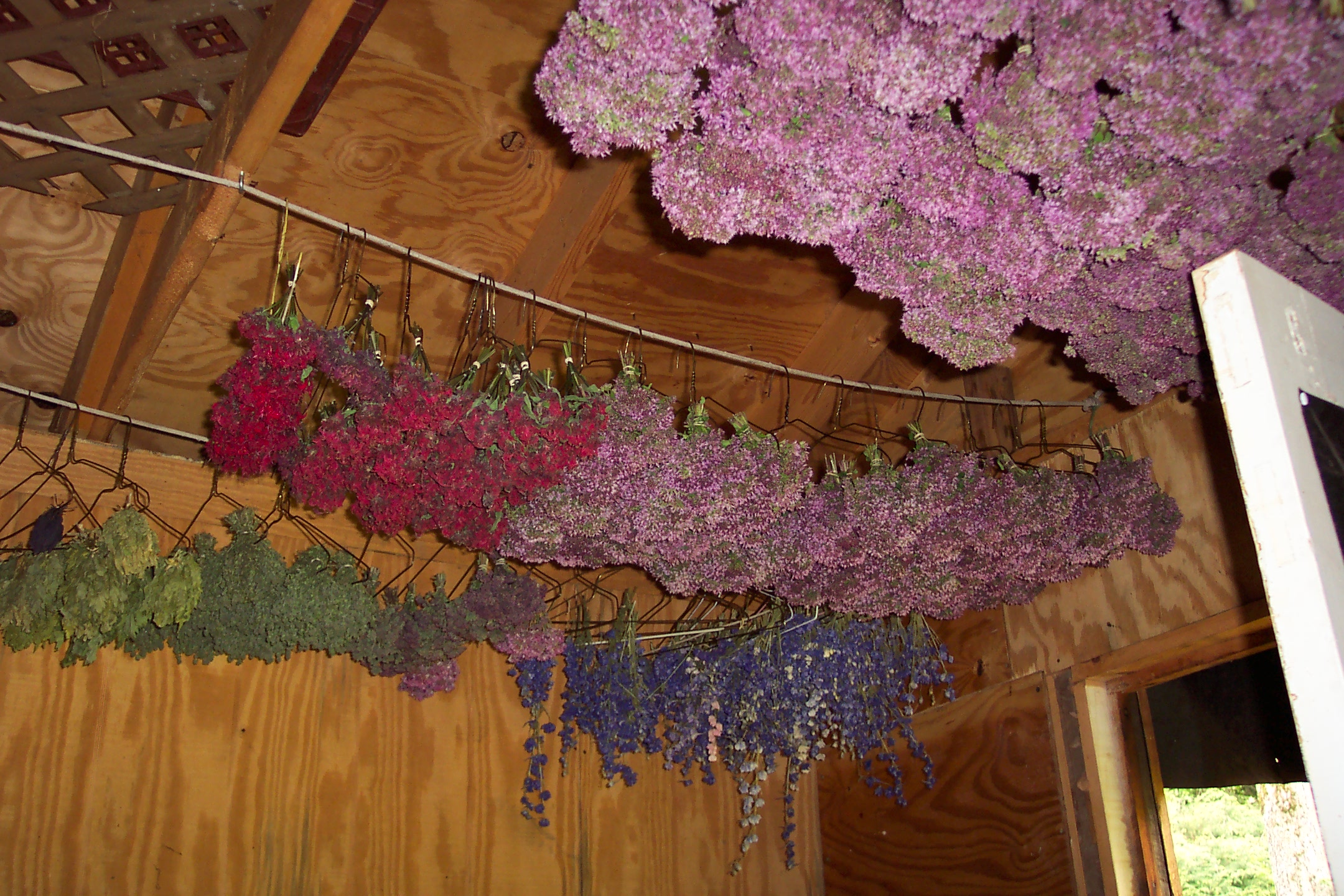 Dried flowers hanging in a wooden indoor space.